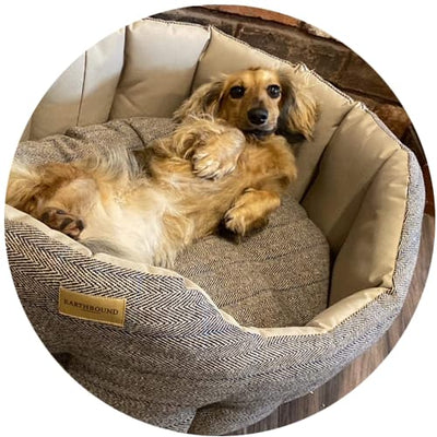 dachshund in beige tweed and waterproof dog bed