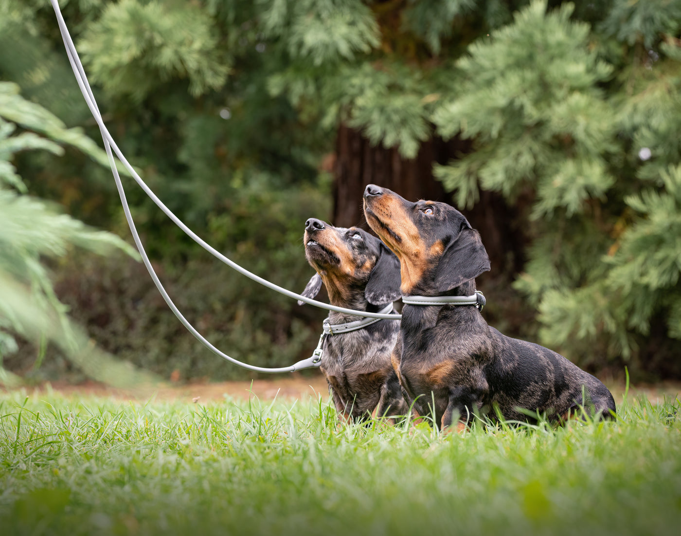 dachshund wearing a grey rolled leather dog collar and grey rolled leather dog lead