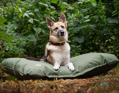 german shepherd sitting on a green waterproof flat cushion and wearing a brown ox leather dog collar and brown ox leather dog lead