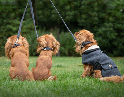 3 dogs wearing a navy tweed dog coat, navy tweed dog collar and navy tweed dog lead