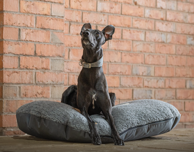 whippet sitting on an oval dog bed whilst wearing a grey leather whippet dog collar