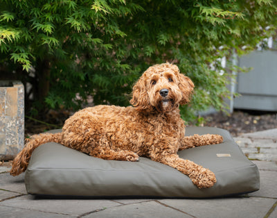 cockapoo sitting on a leather box faux dog cushion