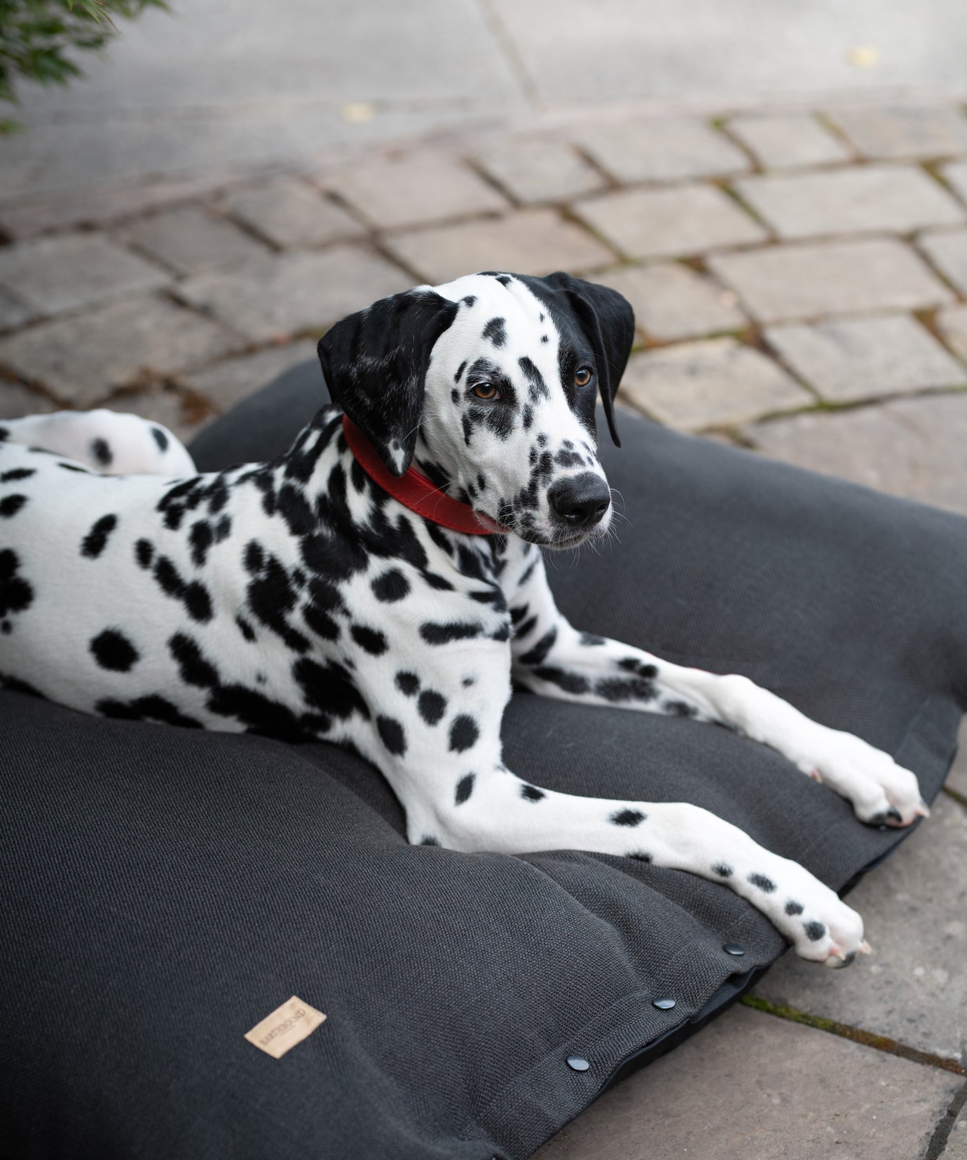 dalmatian sitting on a weaved charcoal dog cushion whilst wearing a red leather dog collar