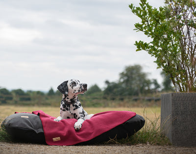 dalmation sitting on a flat dog cushion with a pet blanket