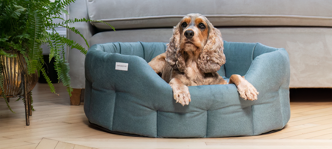 Wet-Weather Dog Bed Care: How to Keep Bedding Fresh