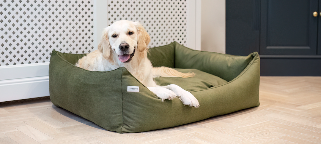 Comfort, Crafted for Winter: A Guide to Colder Days with Your Dog