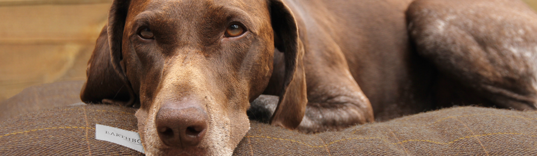 Luxury British-made dog bed with a dog resting comfortably, showcasing premium upholstery fabric and refined craftsmanship