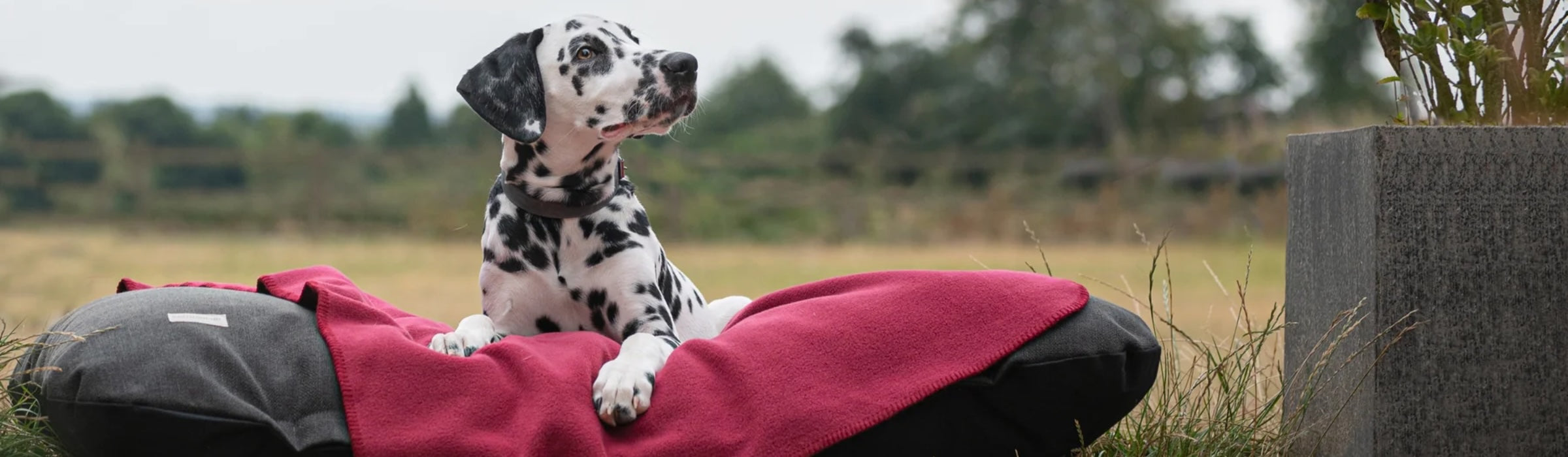 Top 10 Dog Blankets