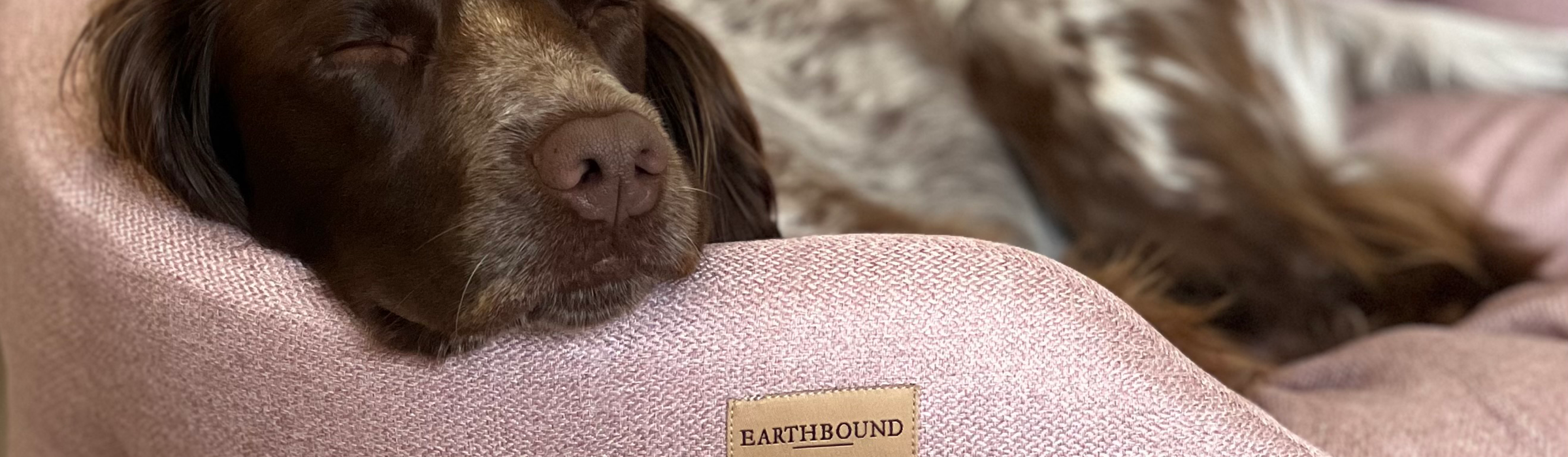 Autumn Dog Care Guide