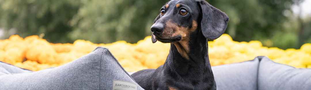 How to Choose the Right Bed for Your Dog’s Size and Sleeping Style