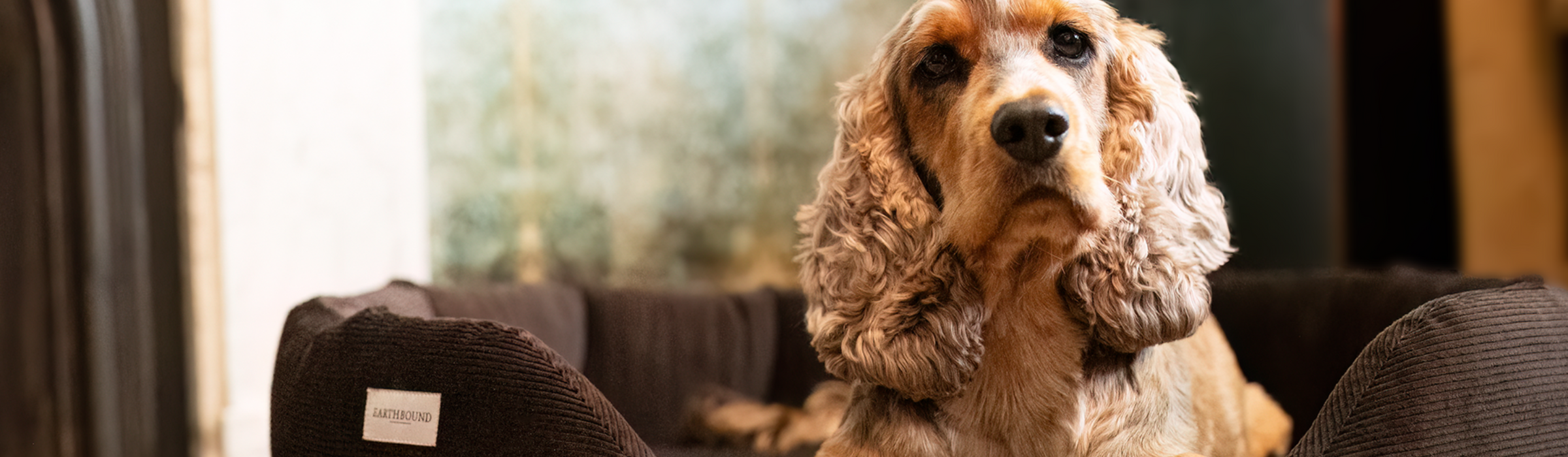 Sustainable Dog Beds: Eco-Friendly Pet Bedding for Conscious Owners