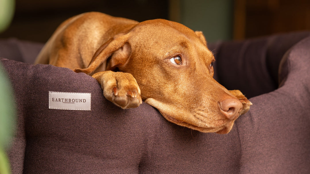 Best Washable Dog Beds UK (2026 Guide)