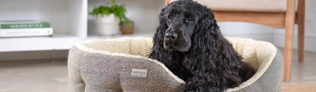 Black spaniel resting in a beige Earthbound tweed dog bed