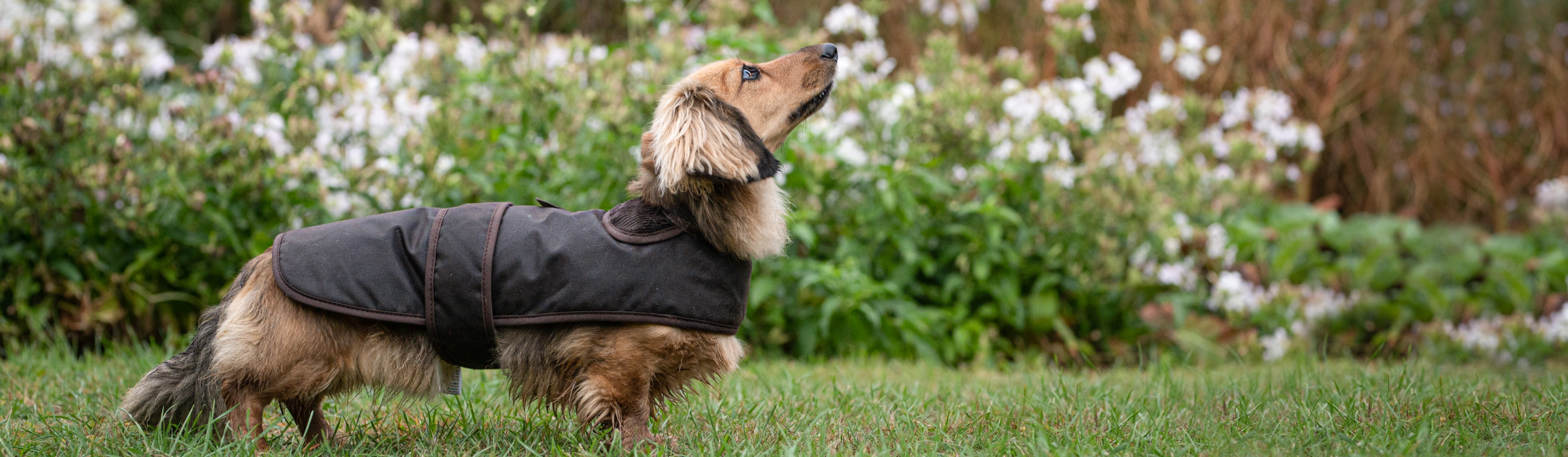 Pet Travel Essentials