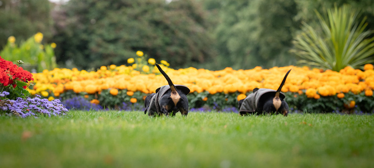 Two dachshunds wearing Earthbound wax dog coats outdoors