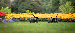 2 dachshund wearing Earthbound wax dachshund dog coat in the park