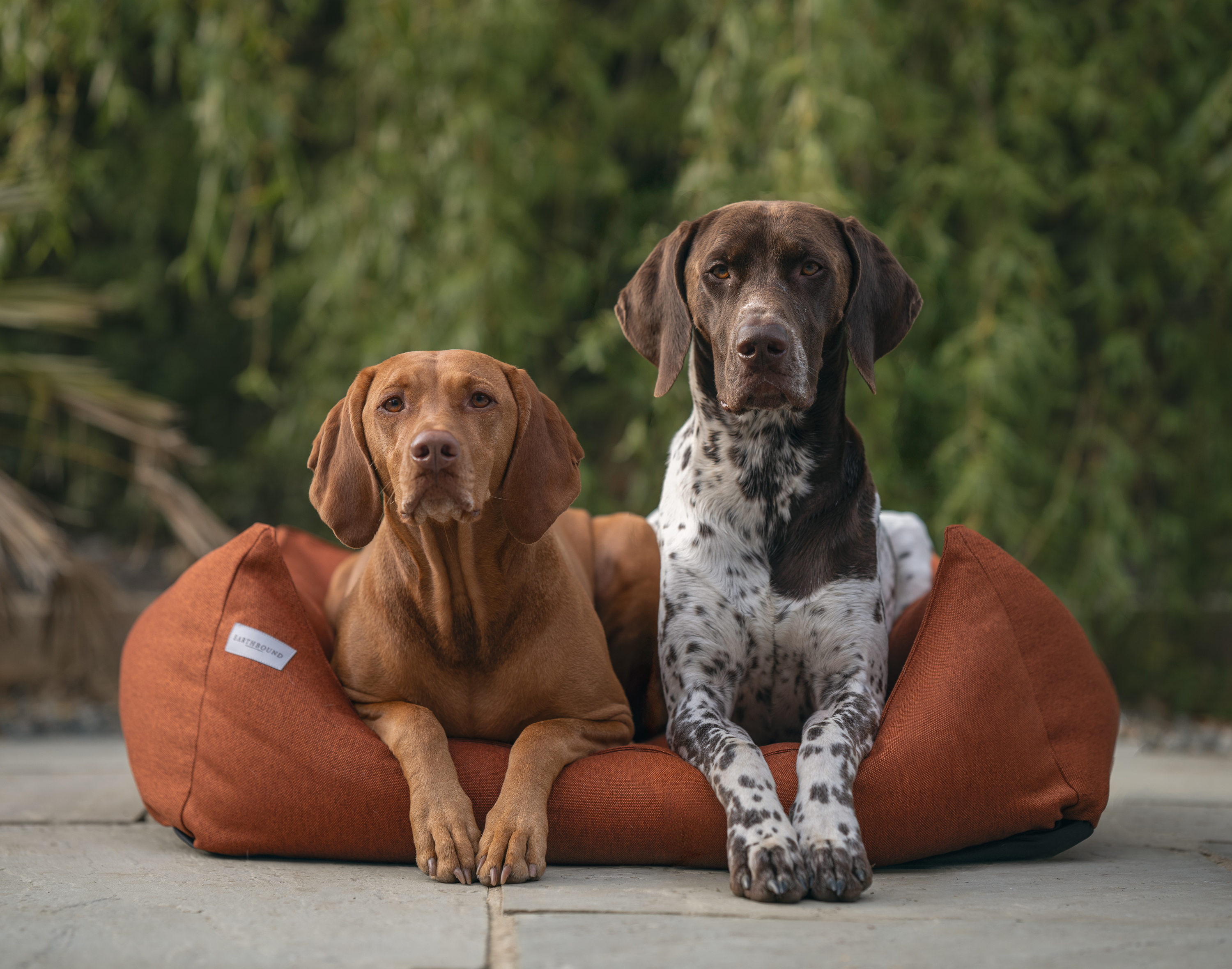Two dogs sitting on a large orange dog bed with a blurred green background