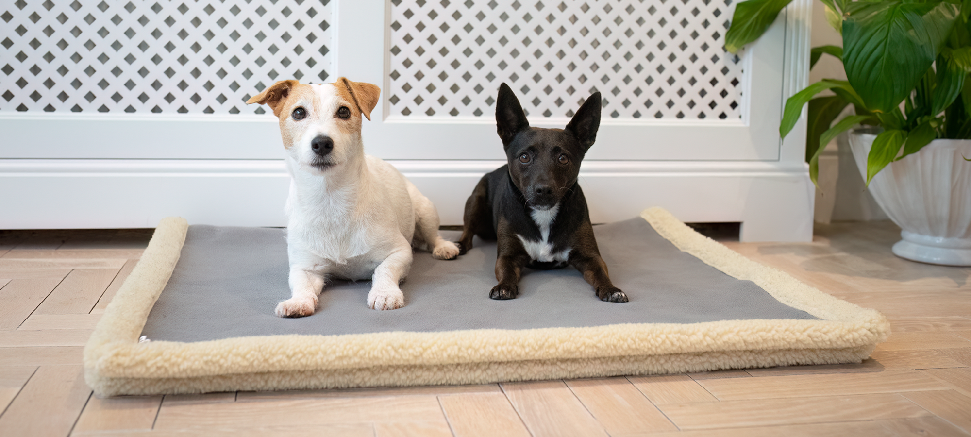 Two dogs sitting on a large pet bed indoors.