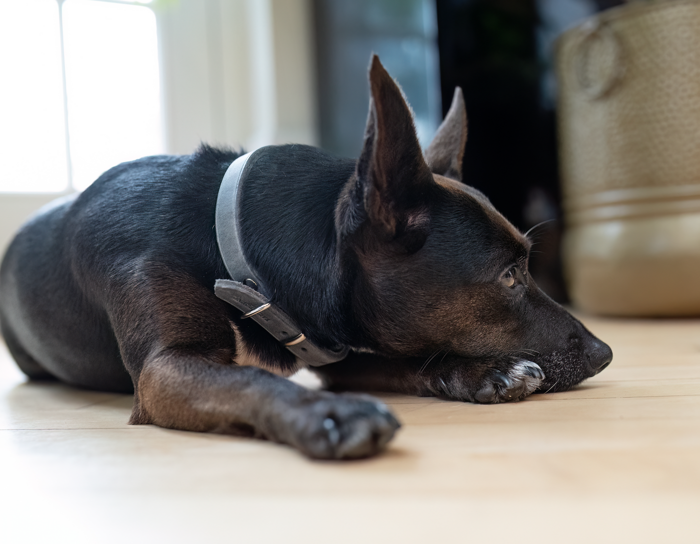 Soft Country Leather Collar Grey