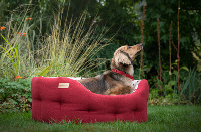 Round Brushed Dachshund Bed Red