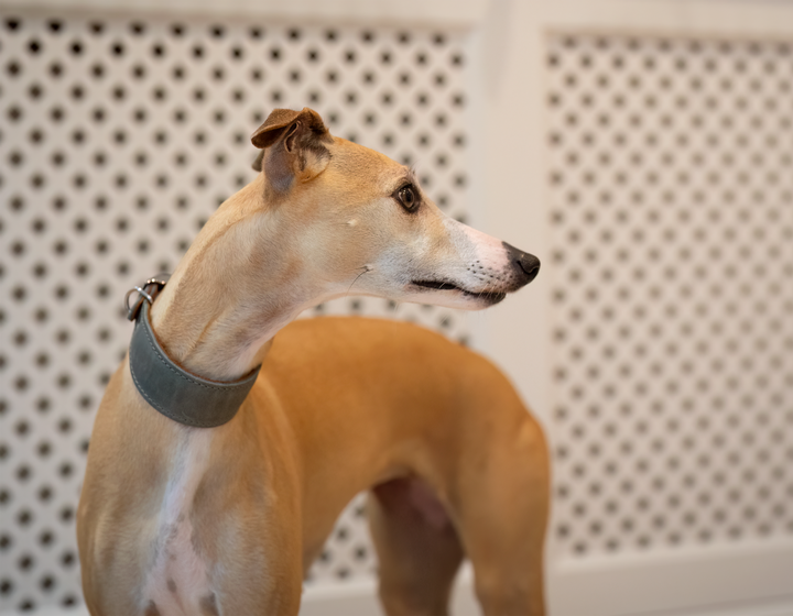 Leather Whippet Collar Grey