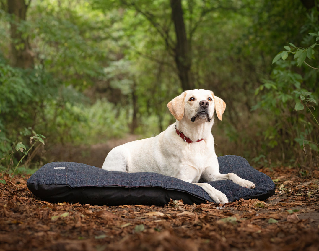White dog lying on a black pet bed in a forest setting