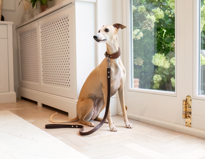 Leather Whippet Lead Brown