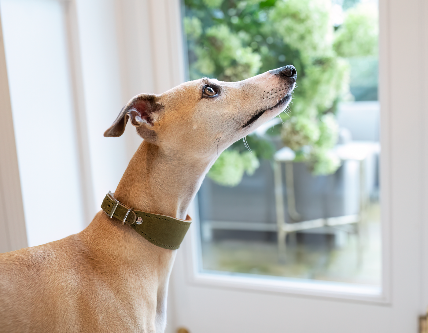Leather Whippet Collar Green