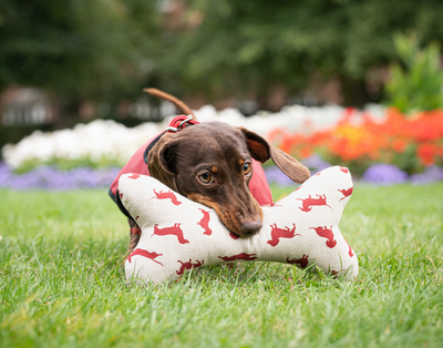 Squeaky Bone Toy Dachshund Red