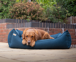 labrador sitting in rectangular dog bed