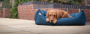 Labrador in a breton blue rectangular removable dog bed