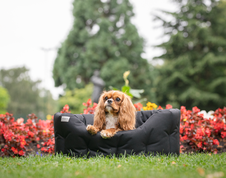 Classic Round Waterproof Dog Bed Black – Earthbound UK