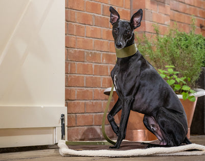 whippet wearing a green leather whippet dog collar and green leather whippet dog lead