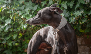 Whippet wearing a grey whippet collar