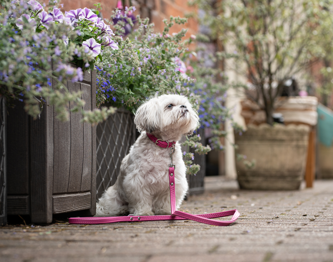 Double Leather Collar Pink
