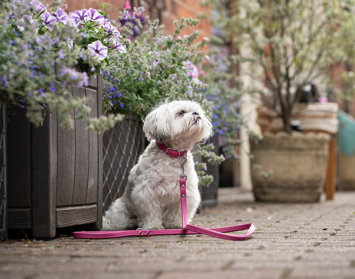 Double Leather Collar Pink