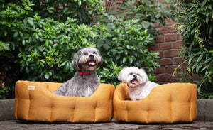 2 dogs sitting in a classic round dog bed in camden apricot 