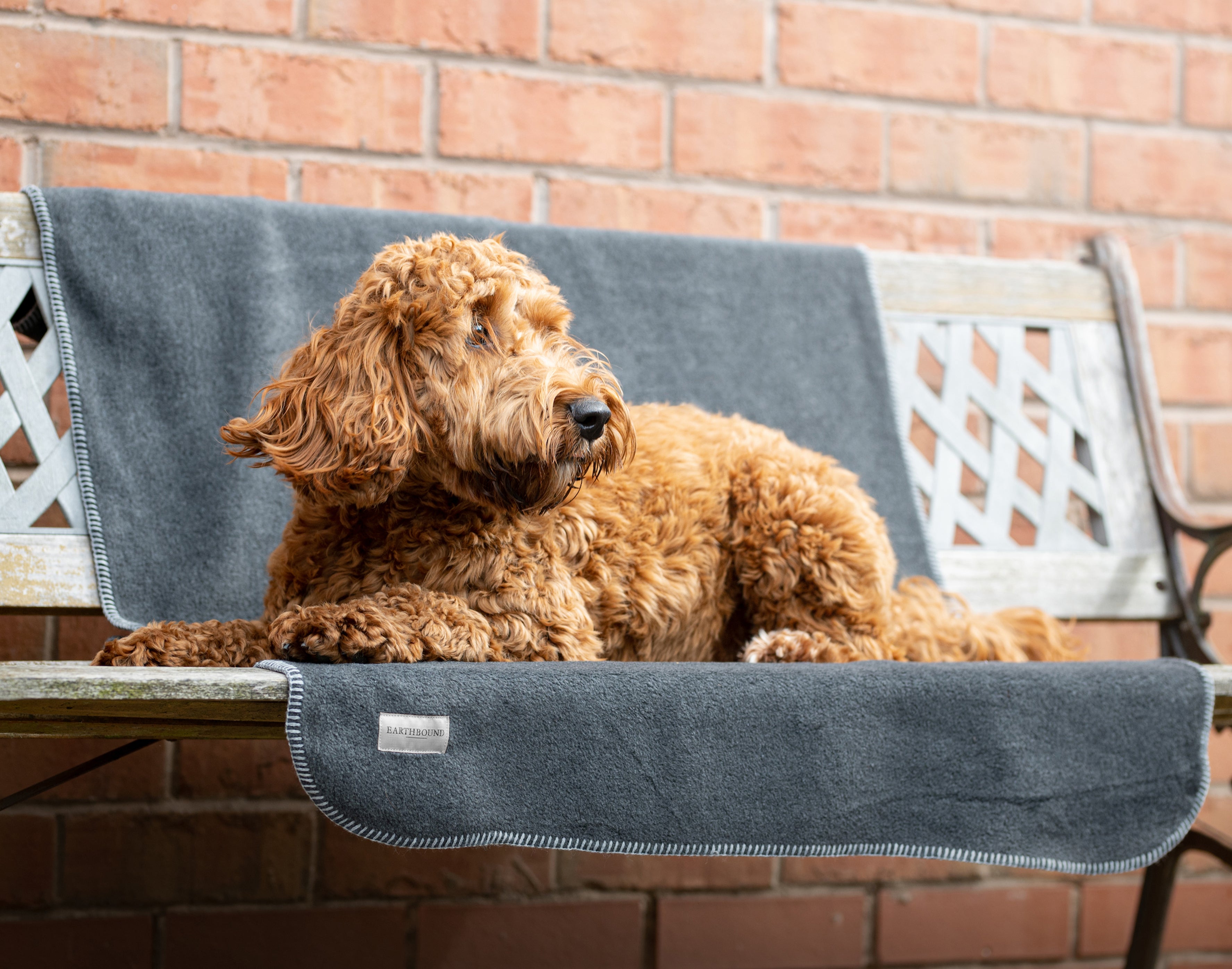 Dog lying on a gray blanket on a chair with a brick wall background