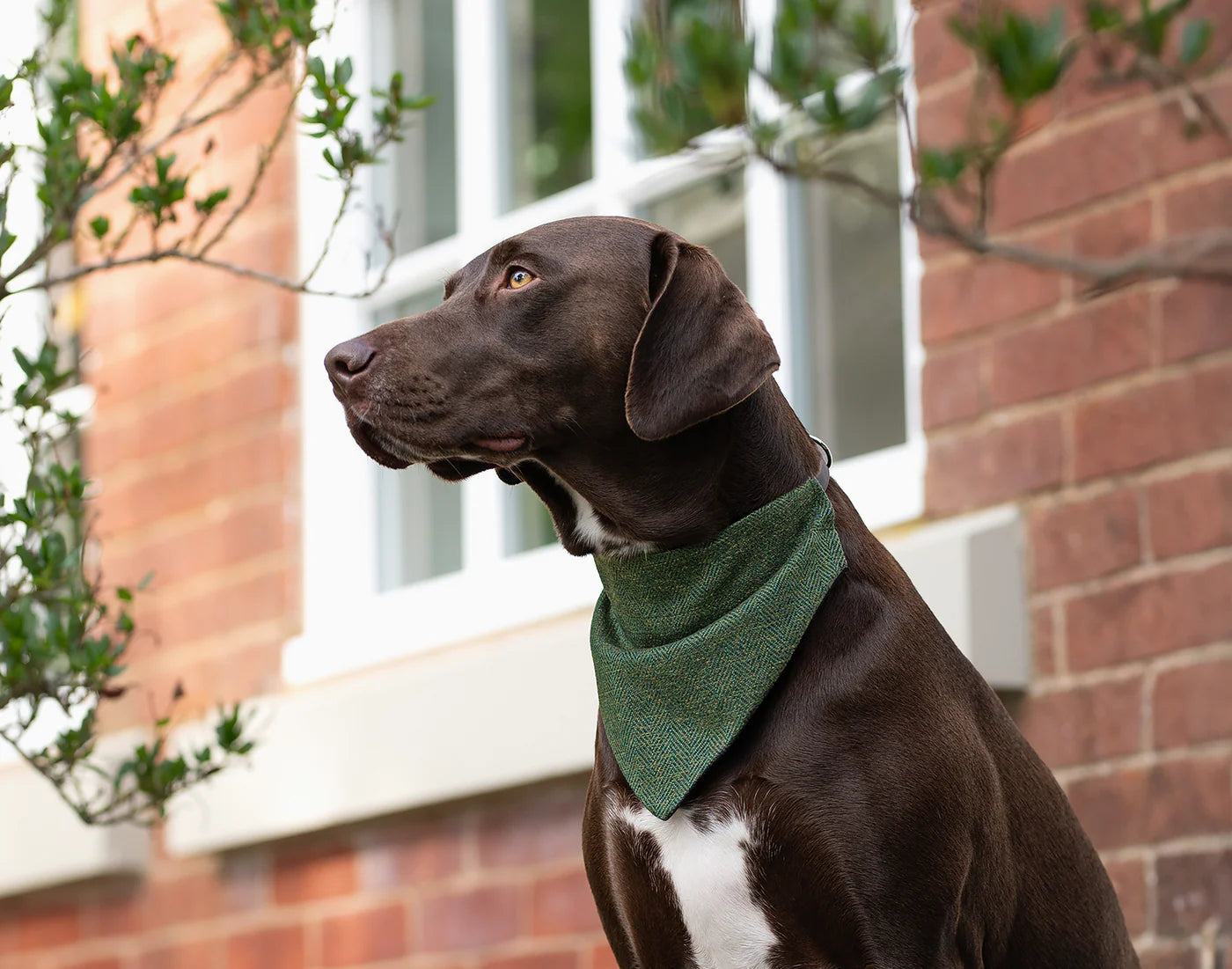 Dog wearing a green bandana in front of a brick building
