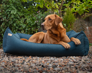 Labrador sitting in a morland breton blue rectangular removable dog bed