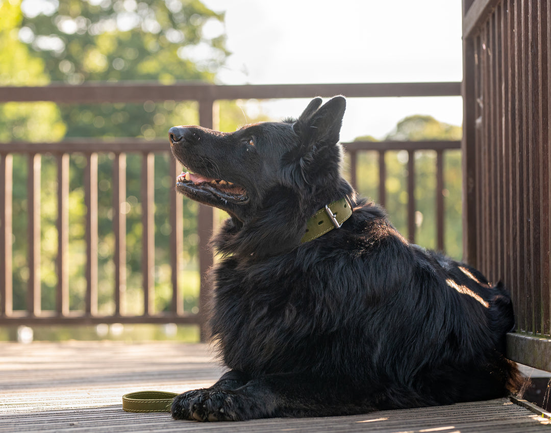 dog wearing green ox leather dog collar