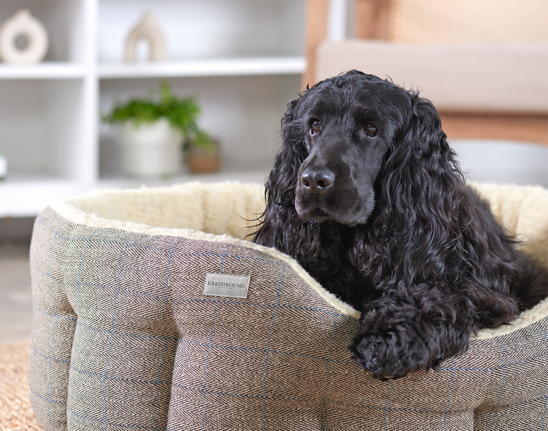 Black dog lying on a textured pet bed with a blurred indoor background