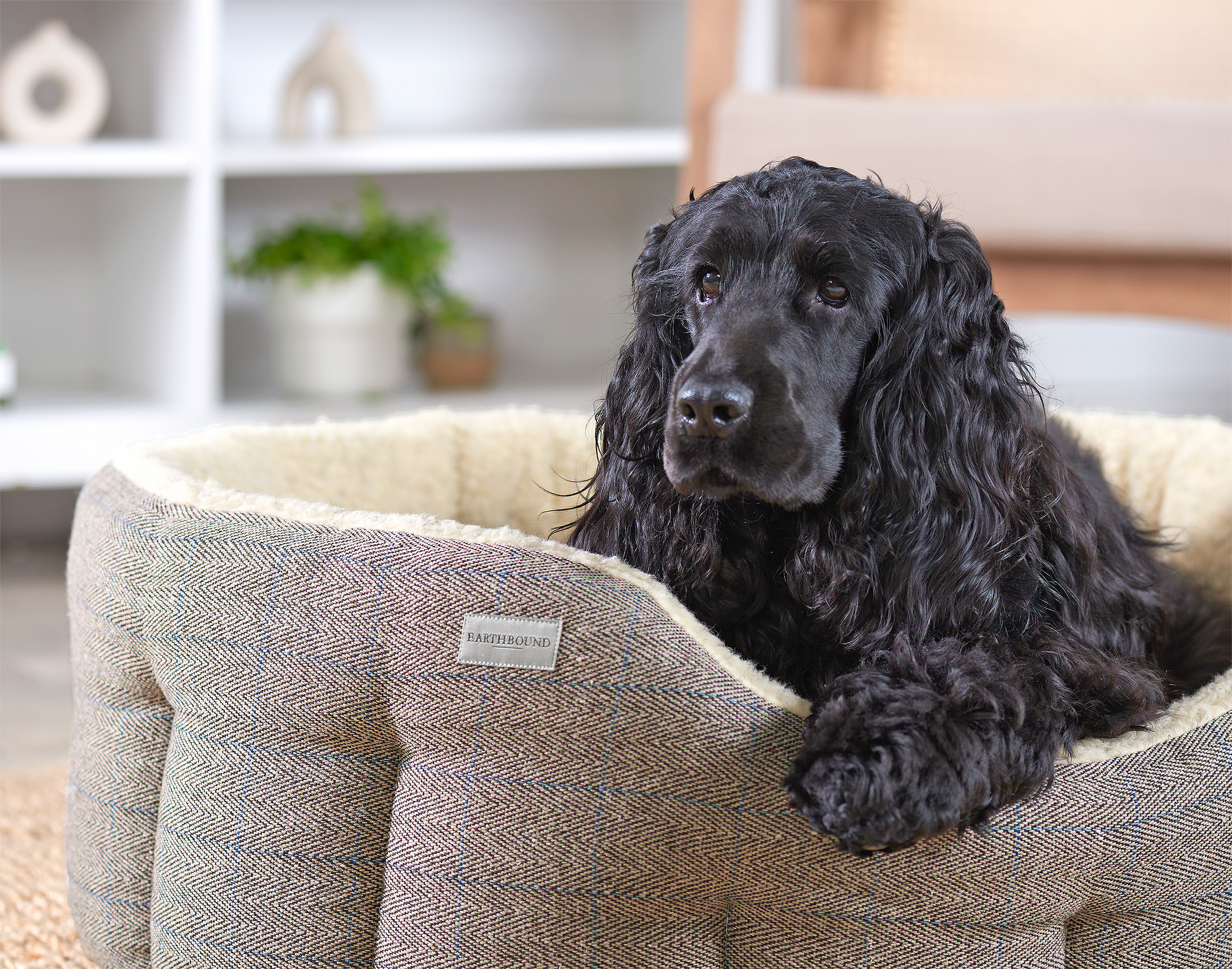 Black dog lying on a textured pet bed with a blurred indoor background