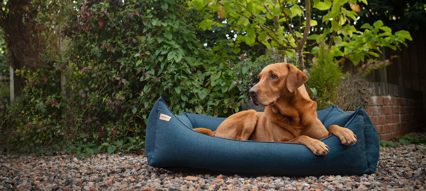 labrador sitting in a morland breton blue rectangular removable dog bed