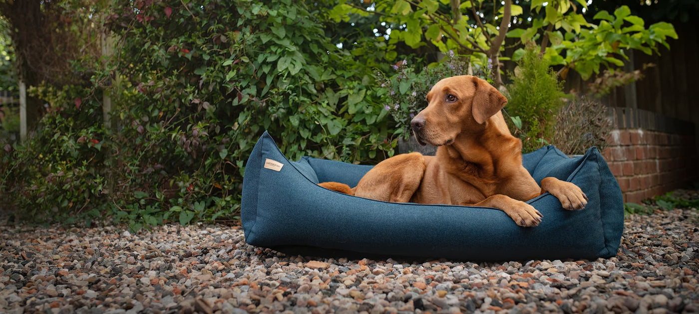 labrador sitting in a morland breton blue rectangular removable dog bed