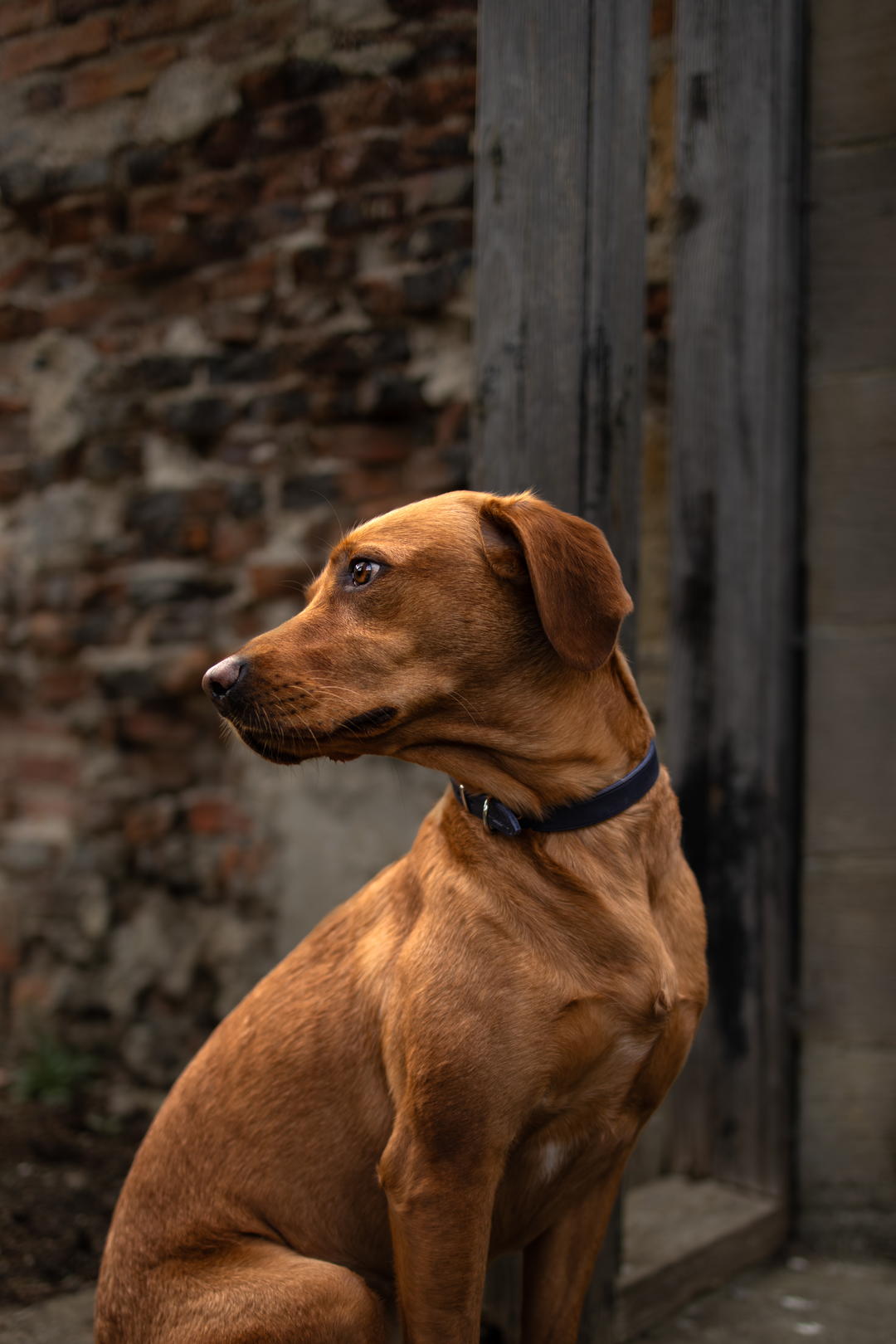 Soft Country Leather Collar Navy