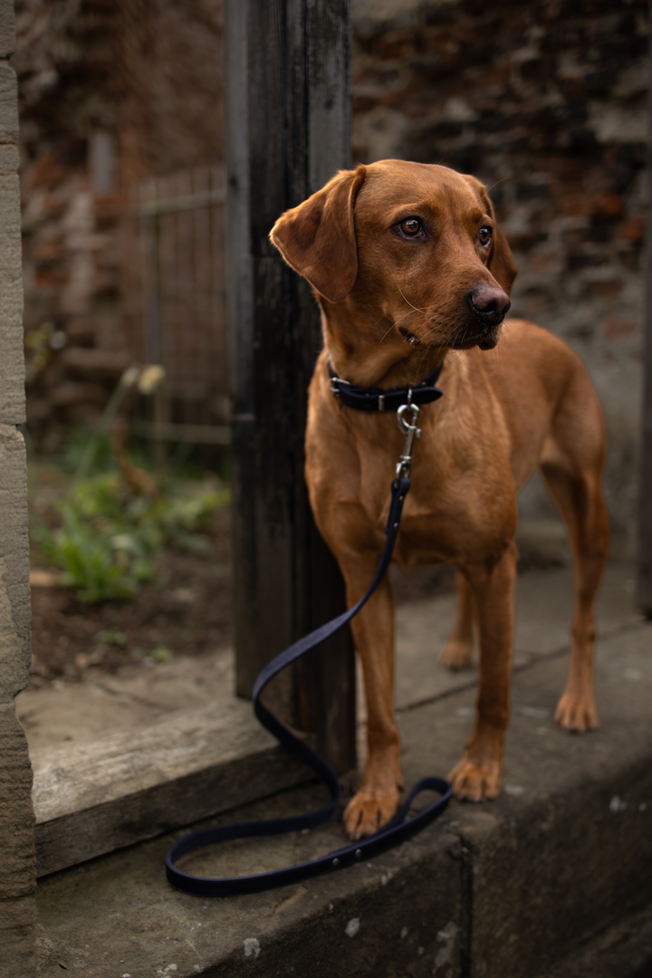 Soft Country Leather Collar Navy