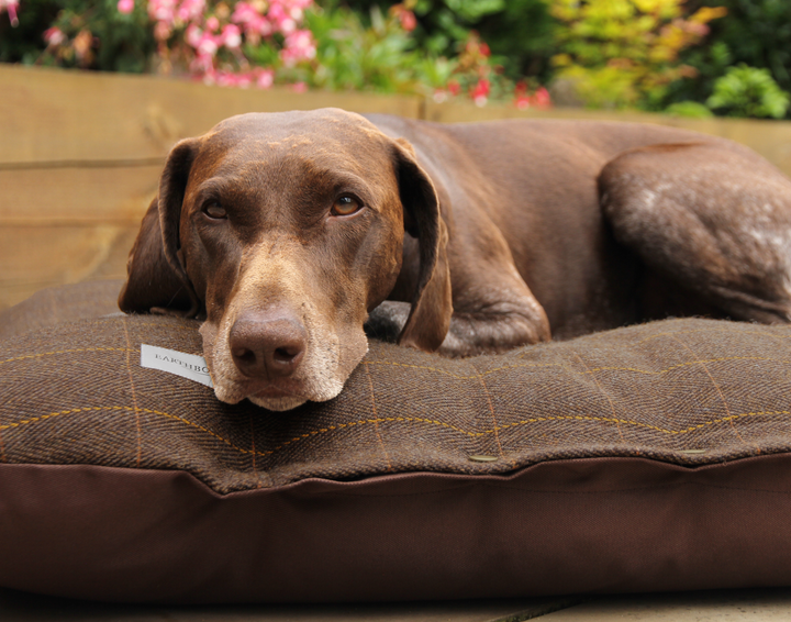 Brown dog lying on a brown checkered dog bed with a blurred garden background