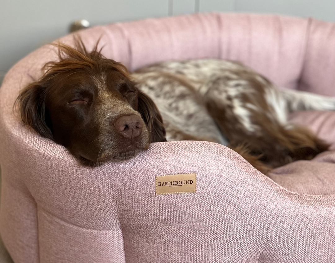 A brown and white speckled dog rests its head on the cushion of a pink boucle pet bed with a visible EARTHBOUND brand label on the front.