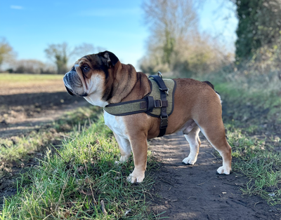 Modern Tweed Harness Green